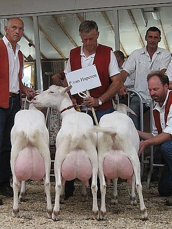 geit102.jpg