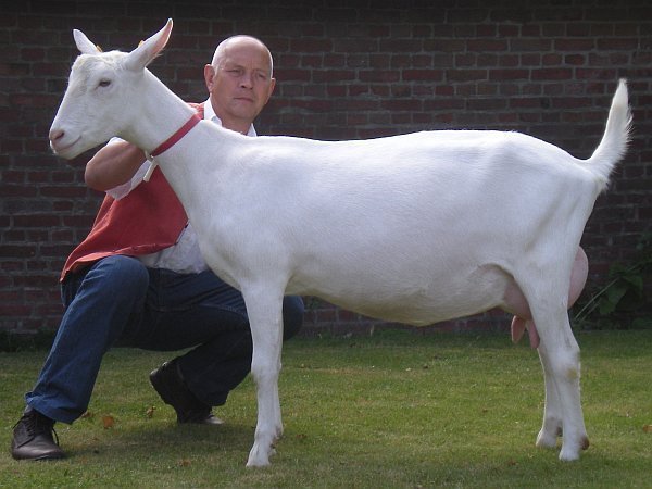 geit109.jpg