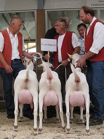 geit121.jpg