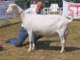geit134_small.jpg
