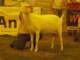 geit136_small.jpg