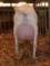 geit146_small.jpg