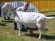 geit147_small.jpg
