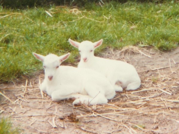 Photograph